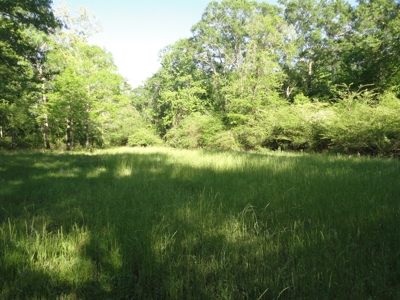 Land For Sale Hardwood Timber Amite County Magnolia MS - image 16