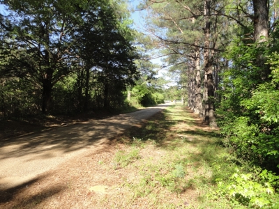Land For Sale Hardwood Timber Amite County Magnolia MS - image 2