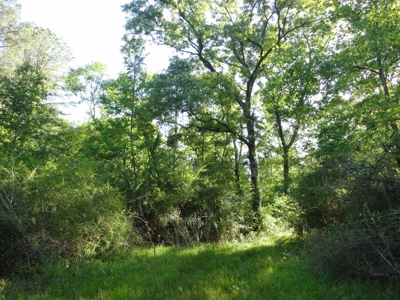 Land For Sale Hardwood Timber Amite County Magnolia MS - image 11