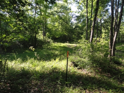 Land For Sale Hardwood Timber Amite County Magnolia MS - image 7