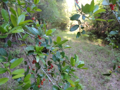 Land For Sale Hardwood Timber Amite County Magnolia MS - image 20