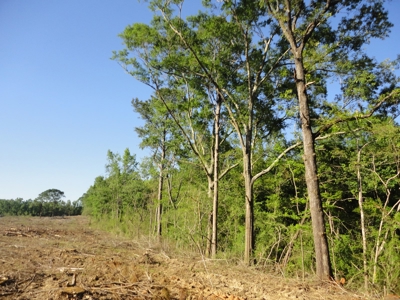 Land For Sale Hardwood Timber Amite County Magnolia MS - image 12