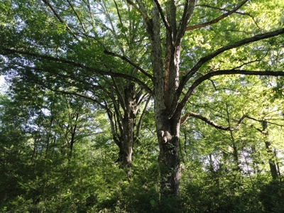Land For Sale Hardwood Timber Amite County Magnolia MS - image 6