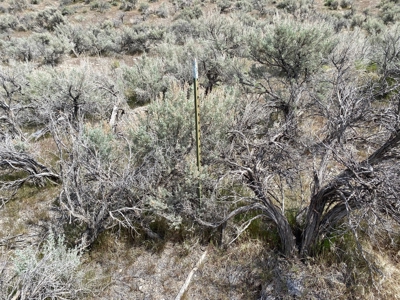 5 Acre Residential Lot in Humboldt River Ranch - image 4