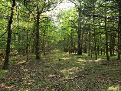 Land For Sale In Southwestern, Arkansas - image 13
