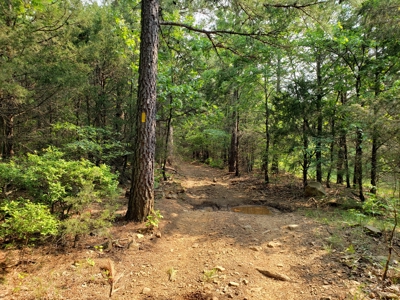 Land For Sale In Southwestern, Arkansas - image 22