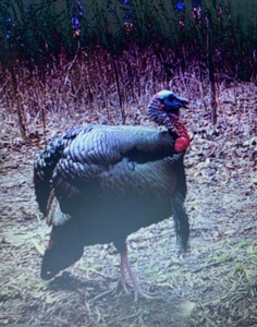 174.7 acres near Middleton, MO with tillable and hunting - image 29