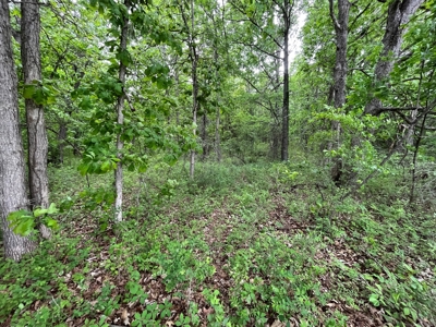 Premier Hunting Tract With Building Site - Macon County, Mo - image 12