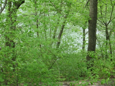 Log Cabin Overlooking River For Sale in Mammoth Spring, AR - image 10