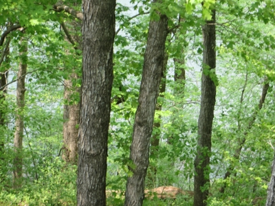Log Cabin Overlooking River For Sale in Mammoth Spring, AR - image 5