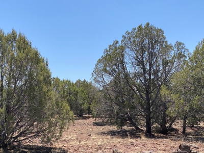 Rural Off Grid Land For Sale in Westwood Ranches - image 1