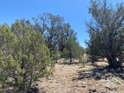 Very Private 40 Acres for Sale Williams AZ, No HOA - image 1