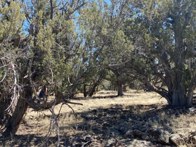 Very Private 40 Acres for Sale Williams AZ, No HOA - image 3