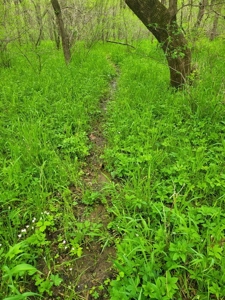 Vernon County Missouri Land For Sale - image 19