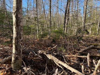 Land For Sale in Least Populated Maine County - image 35