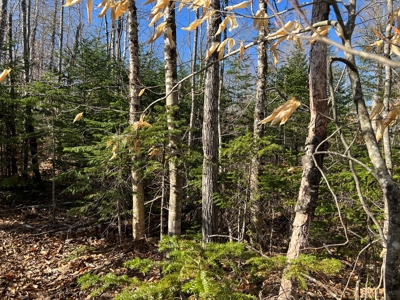 Land For Sale in Least Populated Maine County - image 37