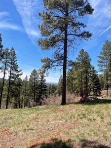 Northern NM Mountain Cabin w/ Brazos Cliff Views / Chama NM - image 6