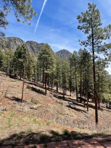 Northern NM Mountain Cabin w/ Brazos Cliff Views / Chama NM - image 2