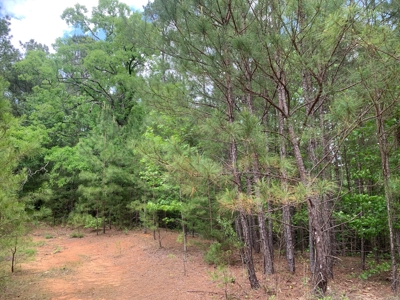 Timberland near Camden, AR for Sale W/ Home Site Potential - image 10