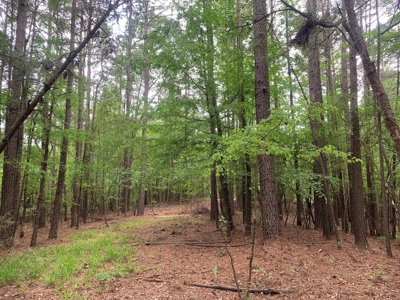 Timberland near Camden, AR for Sale W/ Home Site Potential - image 13