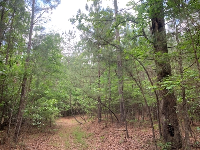 Timberland near Camden, AR for Sale W/ Home Site Potential - image 6