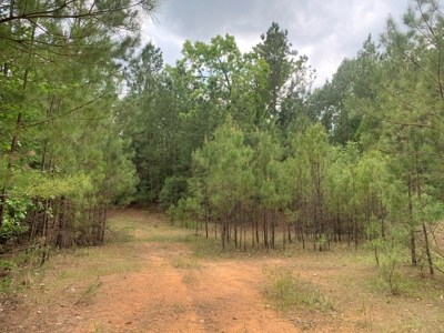Timberland near Camden, AR for Sale W/ Home Site Potential - image 8