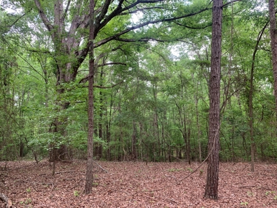 Timberland near Camden, AR for Sale W/ Home Site Potential - image 12
