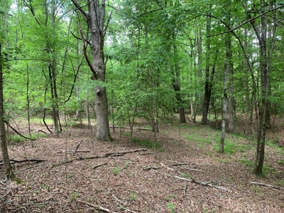 Timberland near Camden, AR for Sale W/ Home Site Potential - image 14