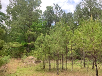 Timberland near Camden, AR for Sale W/ Home Site Potential - image 9