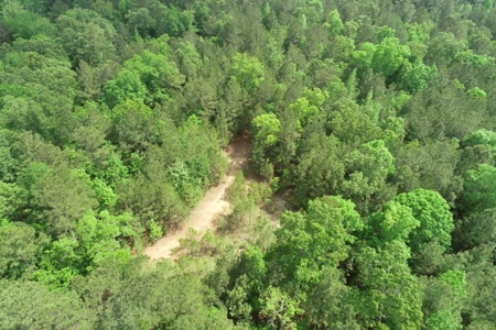 Timberland near Camden, AR for Sale W/ Home Site Potential - image 15