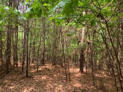Timberland near Camden, AR for Sale W/ Home Site Potential - image 5