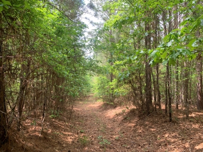 Timberland near Camden, AR for Sale W/ Home Site Potential - image 4