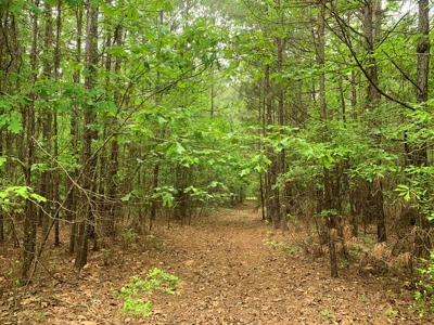 Timberland near Camden, AR for Sale W/ Home Site Potential - image 7