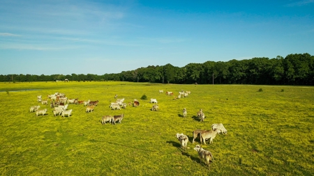 Premier North East Texas Ranch For Sale In Red River County - image 17