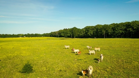 Premier North East Texas Ranch For Sale In Red River County - image 18