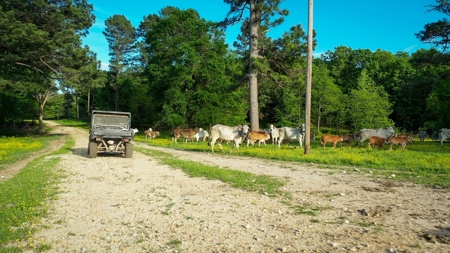 Premier North East Texas Ranch For Sale In Red River County - image 33