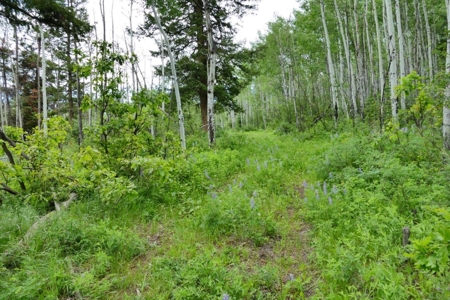 Lot For Sale, Easy Access Town, Ouray, Colorado - image 16