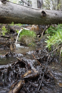 Lot For Sale, Easy Access Town, Ouray, Colorado - image 22