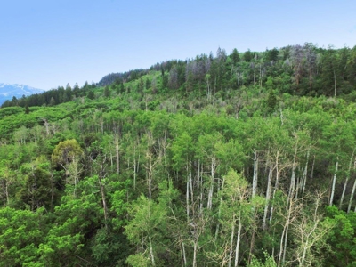 Lot For Sale, Easy Access Town, Ouray, Colorado - image 14