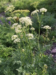 Lot For Sale, Easy Access Town, Ouray, Colorado - image 18