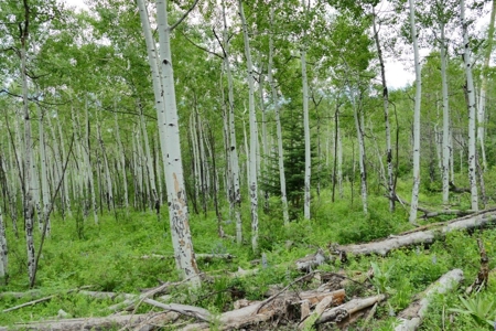 Lot For Sale, Easy Access Town, Ouray, Colorado - image 17