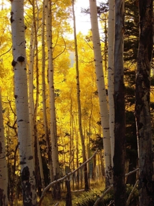 Lot For Sale, Easy Access Town, Ouray, Colorado - image 19