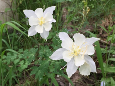 Lot For Sale, Easy Access Town, Ouray, Colorado - image 2