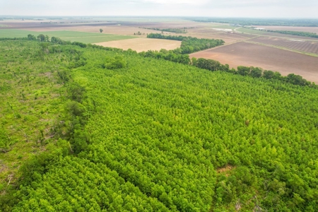205 Acres Hunting/Recreational Land for sale in Bastrop, LA - image 39
