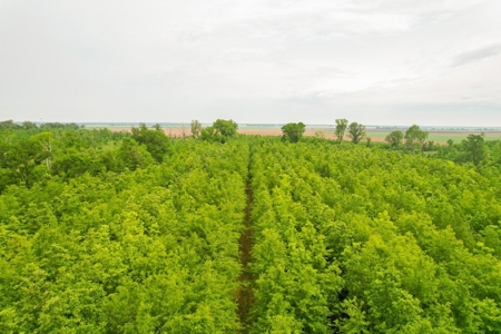 205 Acres Hunting/Recreational Land for sale in Bastrop, LA - image 42