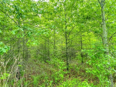 205 Acres Hunting/Recreational Land for sale in Bastrop, LA - image 7
