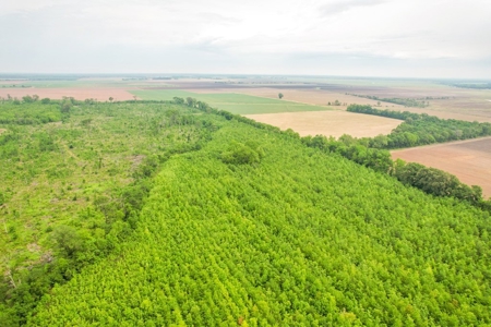 205 Acres Hunting/Recreational Land for sale in Bastrop, LA - image 40