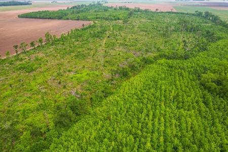 205 Acres Hunting/Recreational Land for sale in Bastrop, LA - image 44