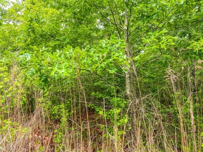 205 Acres Hunting/Recreational Land for sale in Bastrop, LA - image 10