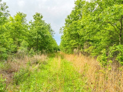 205 Acres Hunting/Recreational Land for sale in Bastrop, LA - image 11